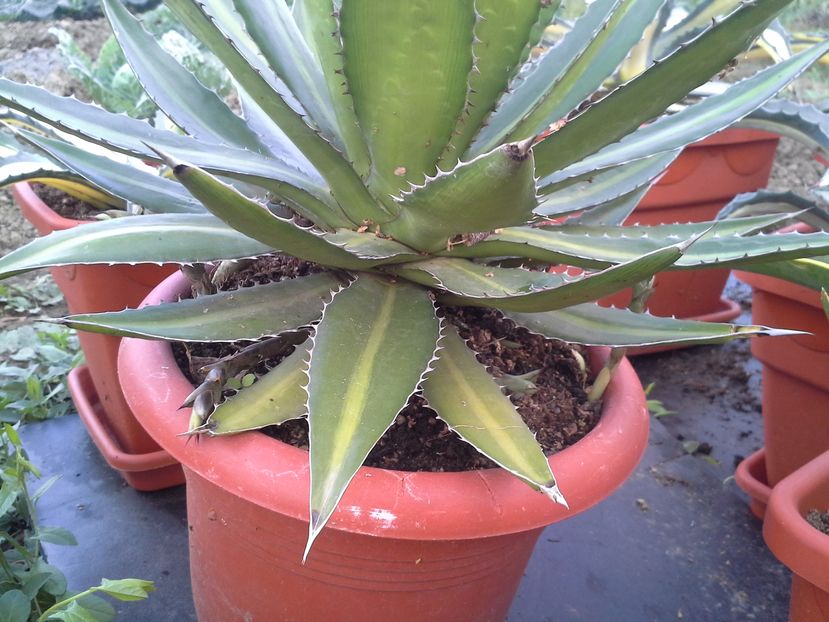 agava lophanta latifolia splendida - agave cu pui