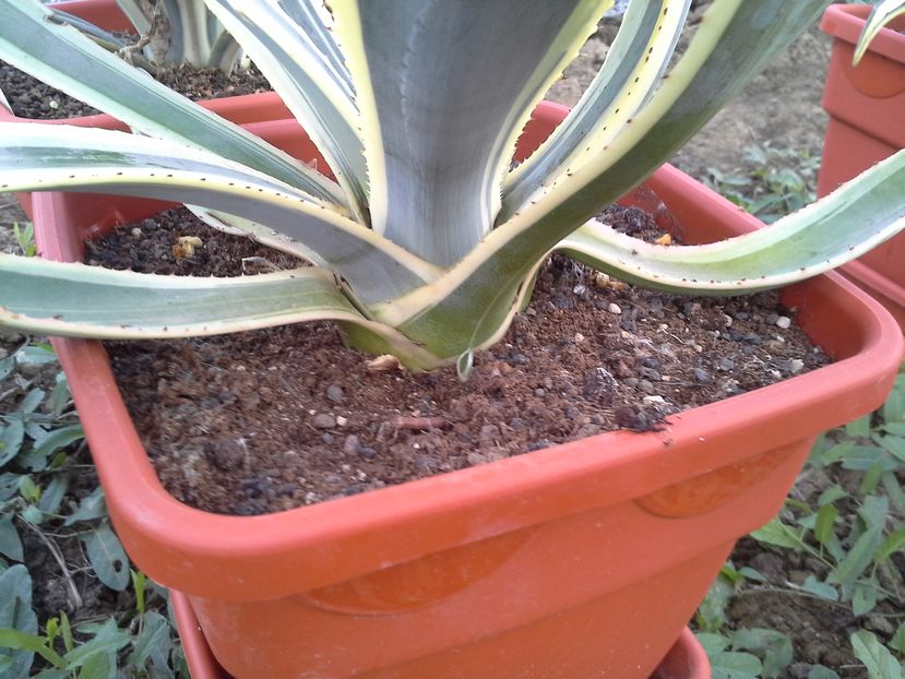  - agave cu pui