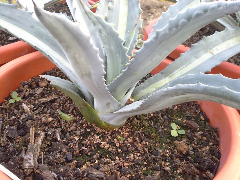 agava americana proto medio pallida - agave cu pui