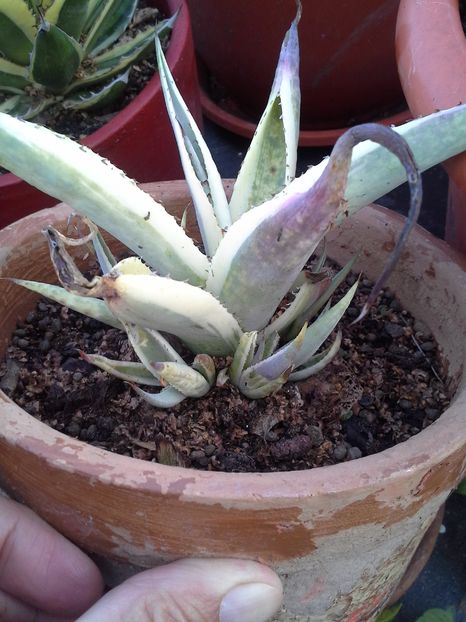 agava guiengola marginata crem brulee - agave cu pui