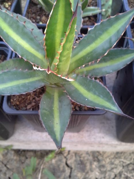 rezervat F - agave cu pui