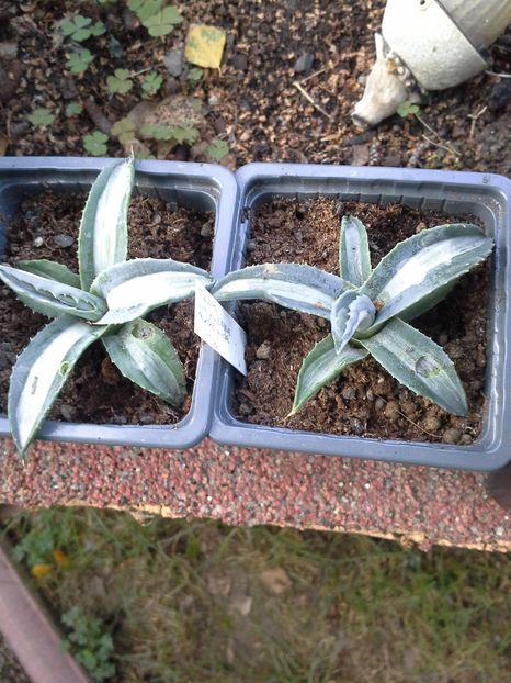 rezervat W - agave cu pui