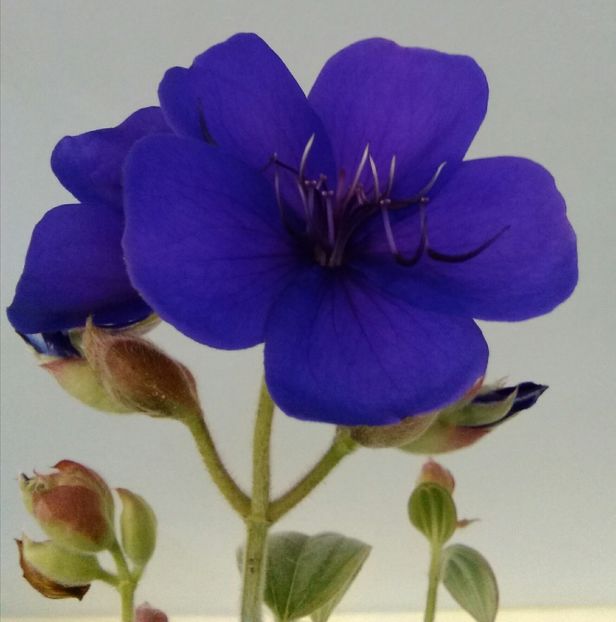 frumoasa tibouchina - Flori 2016