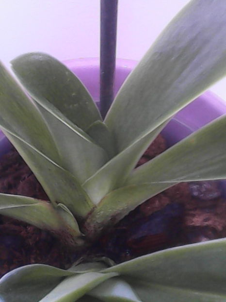  - florile mele dragi