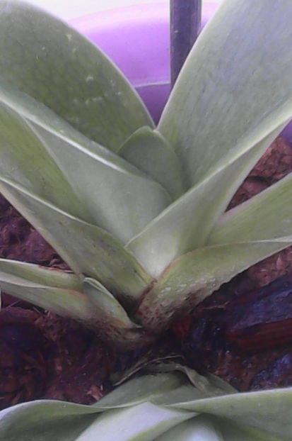 puiutz nou - florile mele dragi