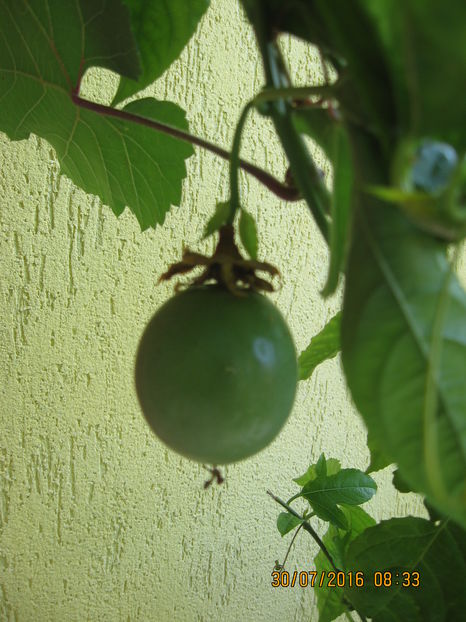 Picture 6929 - Passiflora eludis- Maracuya