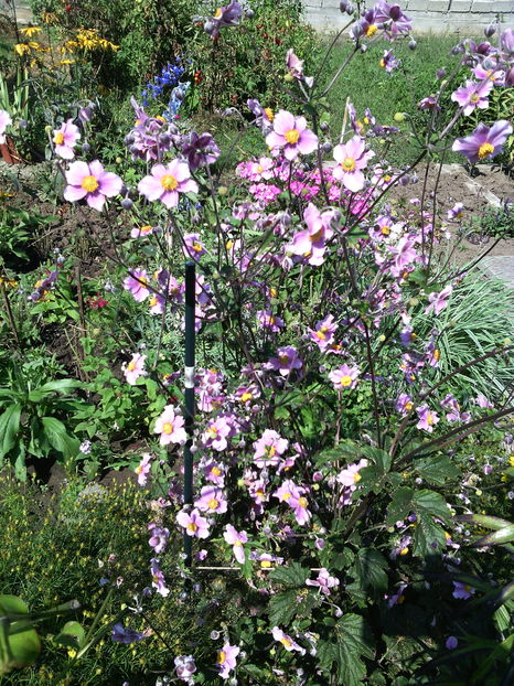  - 01-Flori din curtea mea 2016