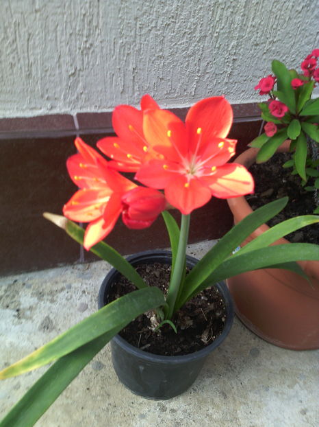  - 01-Flori din curtea mea 2016