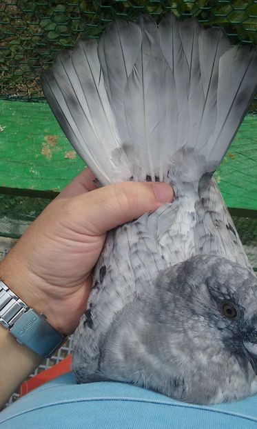 Opaluz