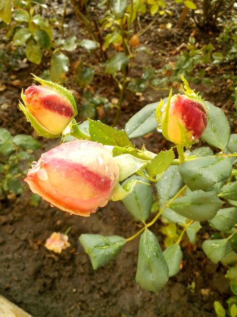 14500240_1041139269365900_1345565561944779316_o - 0 TRANDAFIRI 2016