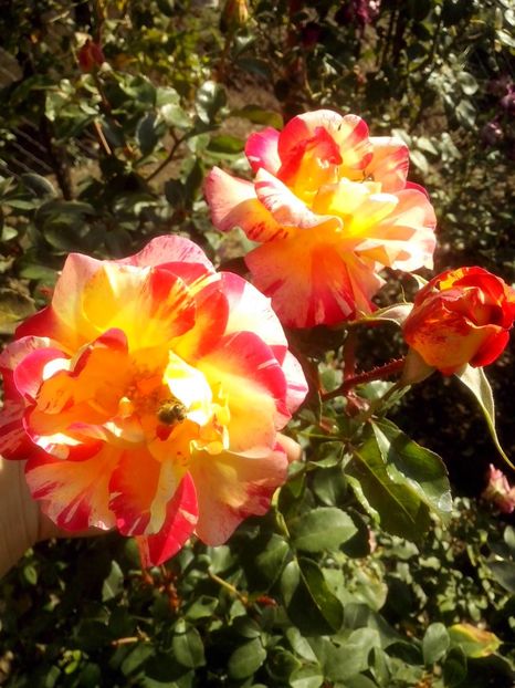 14556711_1040541116092382_6084328360393418574_o - 0 TRANDAFIRI 2016