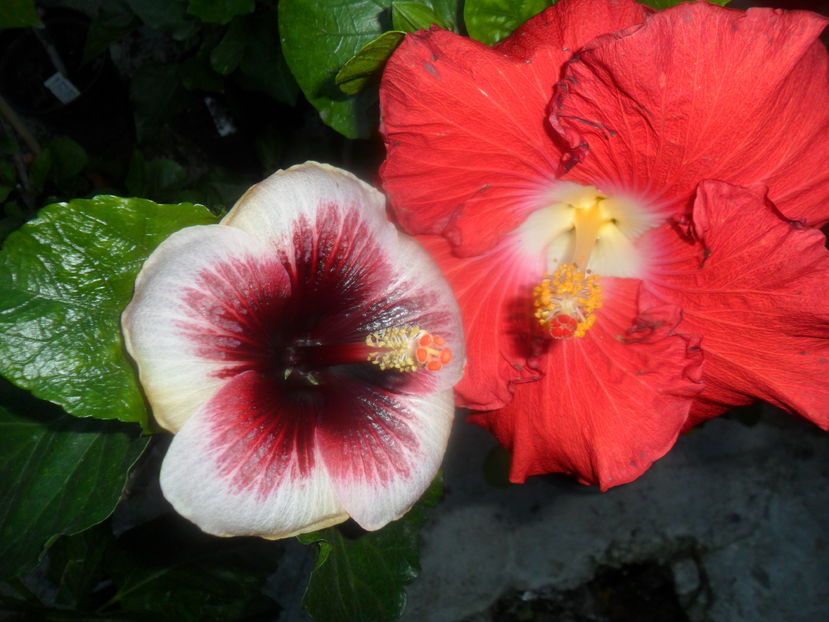  - hibiscusi 2016-8