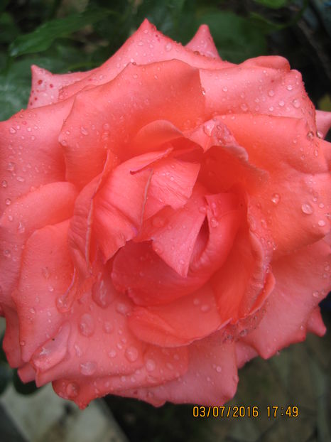 Picture 6625