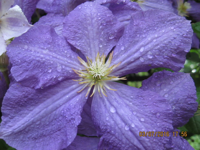 Picture 6652