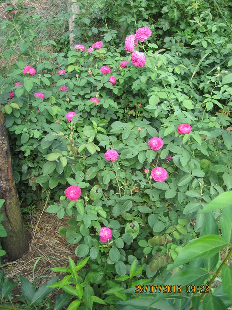 Picture 6822 - Trandafiri de dulceata