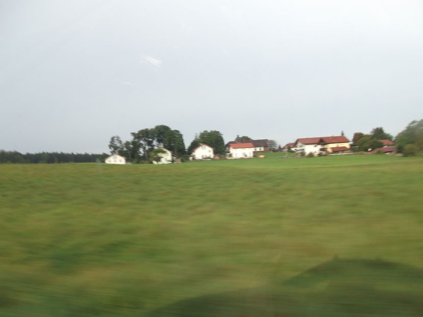 in mijlocul campului ferma de vaci - O saptamana in Germania