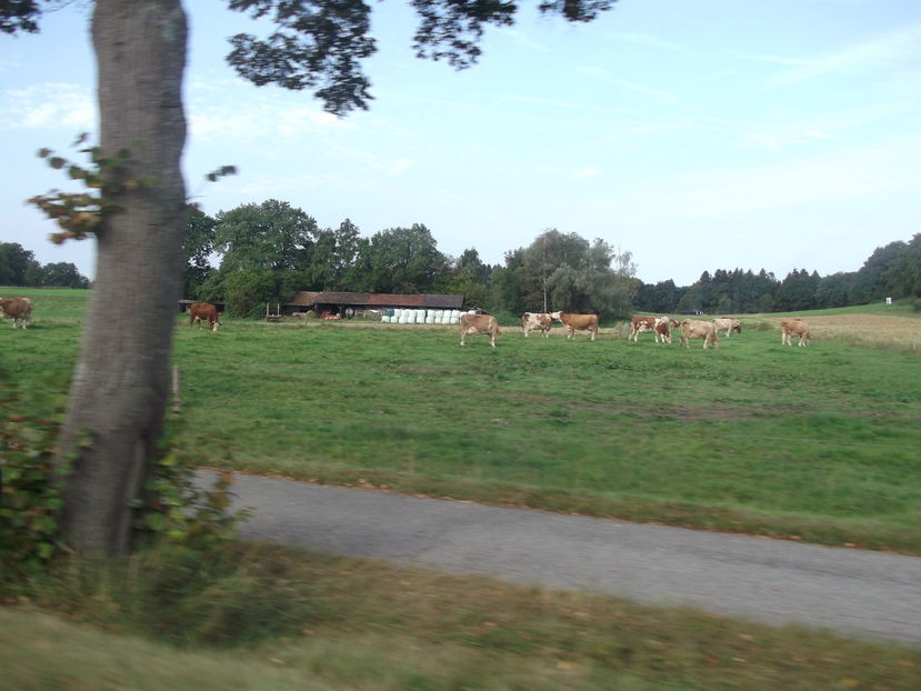 vaci pascand in ploaie...