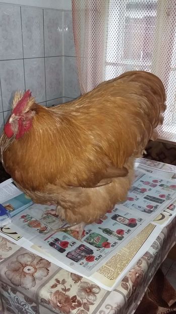 received_344178042598594 - Orpington Galben