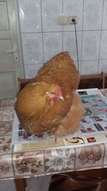 received_344175839265481 - Orpington Galben