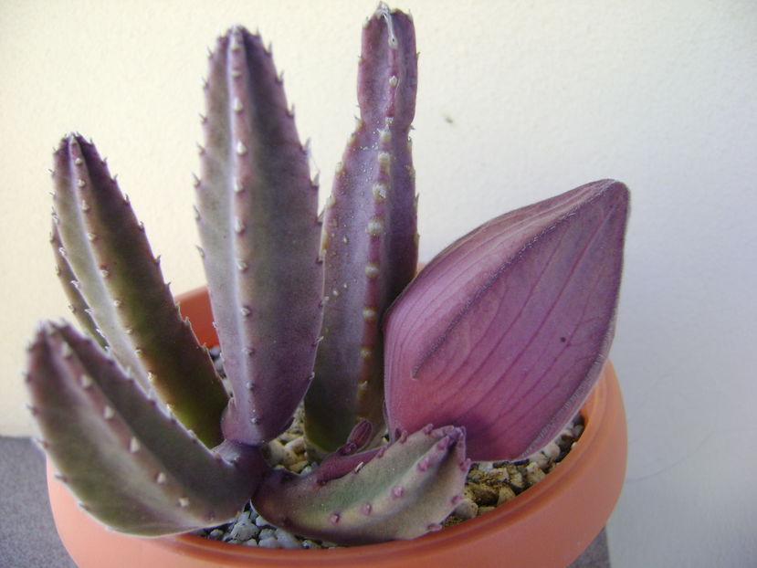 Stapelia grandiflora