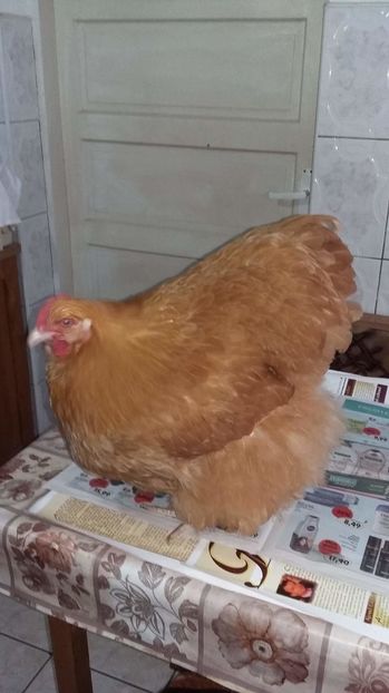 received_344178572598541 - Orpington Galben