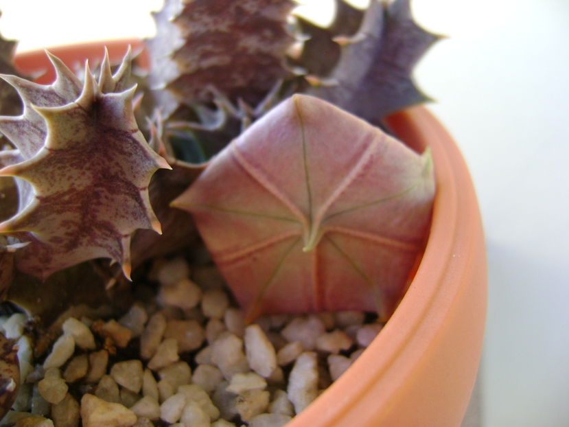 Huernia zebrina v. magniflora