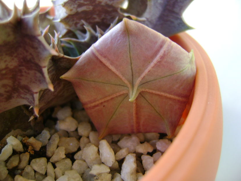 Huernia zebrina v. magniflora