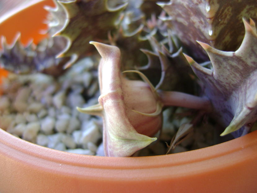 Huernia zebrina v. magniflora