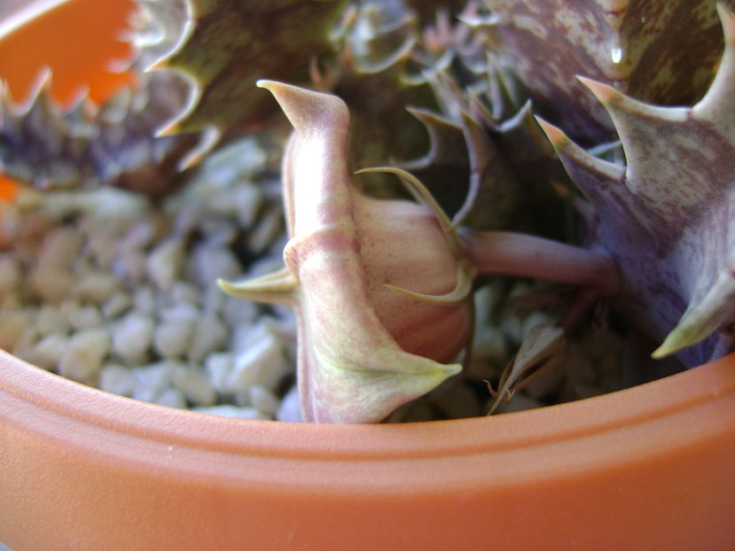 Huernia zebrina v. magniflora