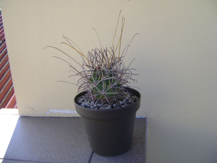 Glandulicactus uncinatus v. wrightii