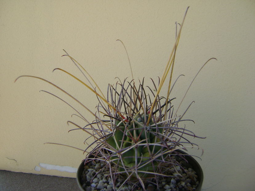 Glandulicactus uncinatus v. wrightii