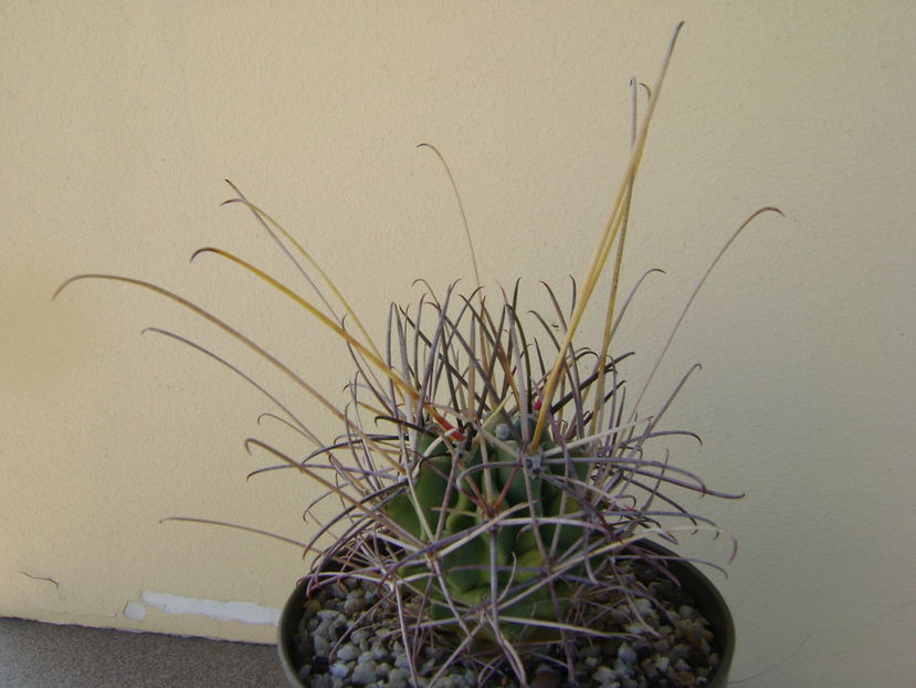 Glandulicactus uncinatus v. wrightii
