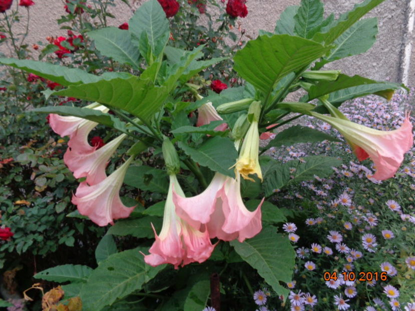 ... sau brugmansia?