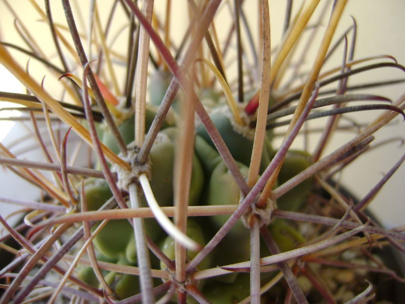 Glandulicactus uncinatus v. wrightii, detaliu