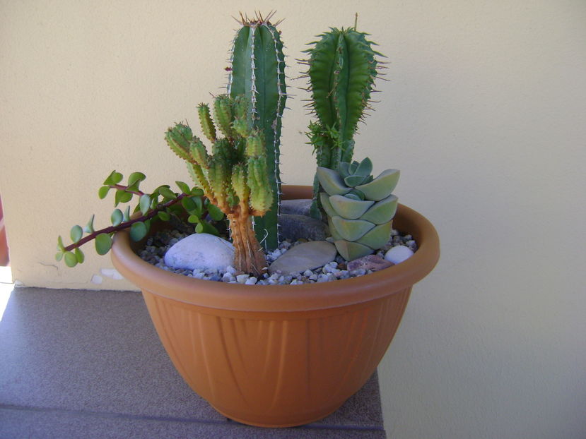 Grup de suculente; Euphorbia echinus
Euphorbia fimbriata
Euphorbia mammillaris
Portulacaria afra
Crassula cv. &#039;&#039;Moonglow&#039;&#039;
