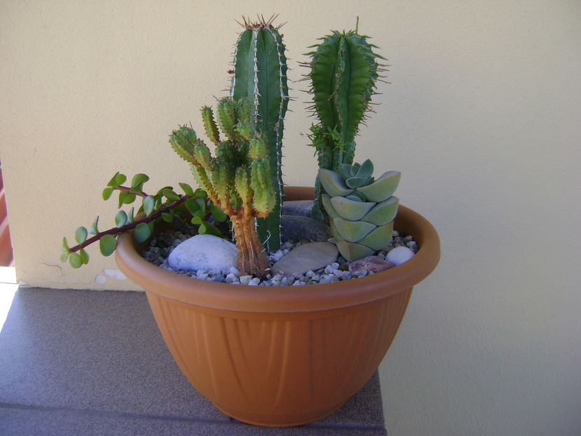 Grup de suculente; 1.Euphorbia echinus
2.Euphorbia fimbriata
3.Euphorbia mammillaris
4.Portulacaria afra
5.Crassula cv. moonglow
