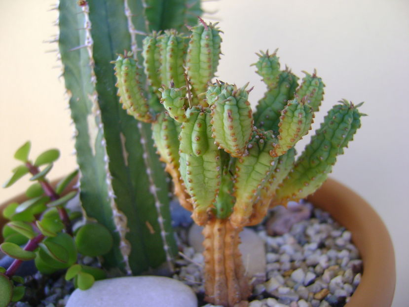 Euphorbia mammillaris