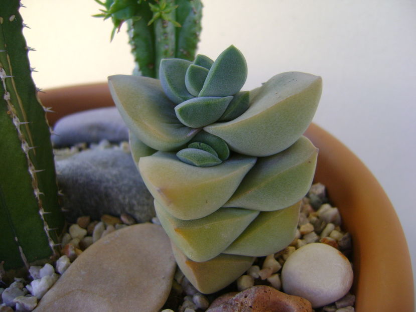 Crassula cv. ''Moonglow''