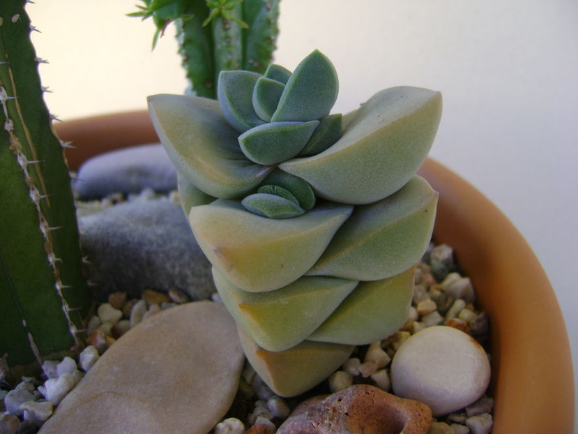 Crassula cv. ''Moonglow''
