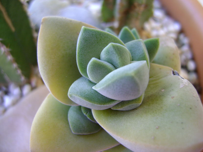 Crassula cv. ''Moonglow''