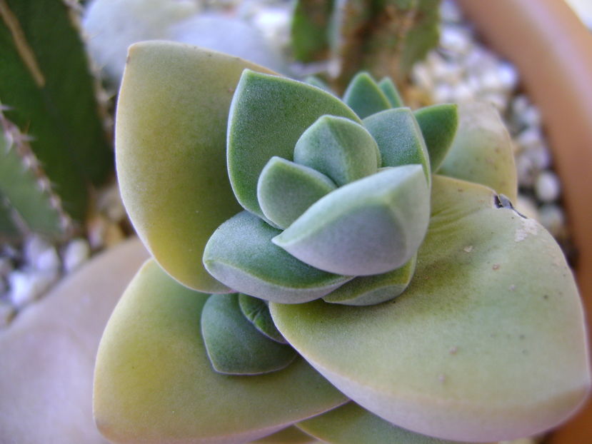 Crassula cv. ''Moonglow''