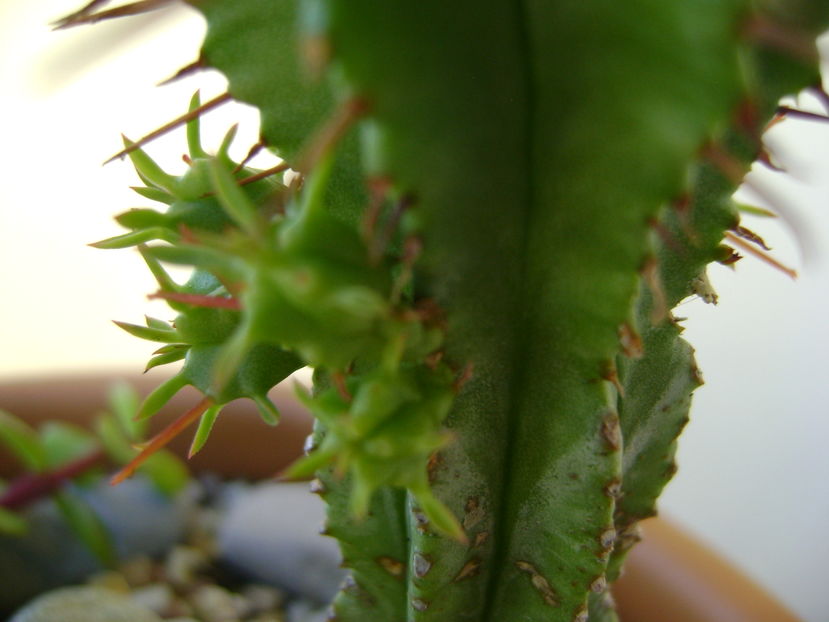 Euphorbia fimbriata, detaliu