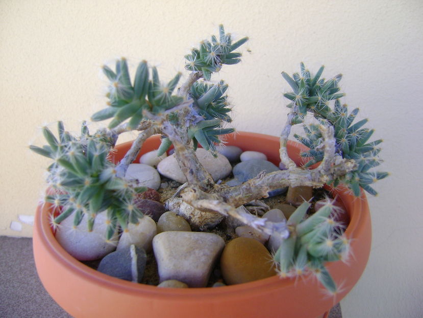 Trichodiadema densum - Caudiciforme si bulbi 2016