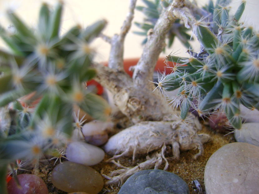 Trichodiadema densum, detaliu caudex - Caudiciforme si bulbi 2016