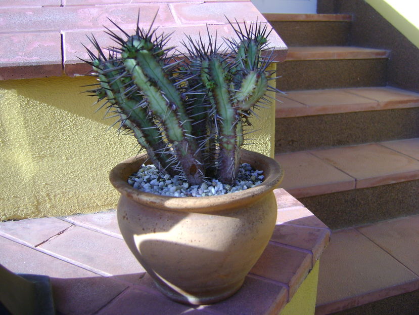 Euphorbia ferox