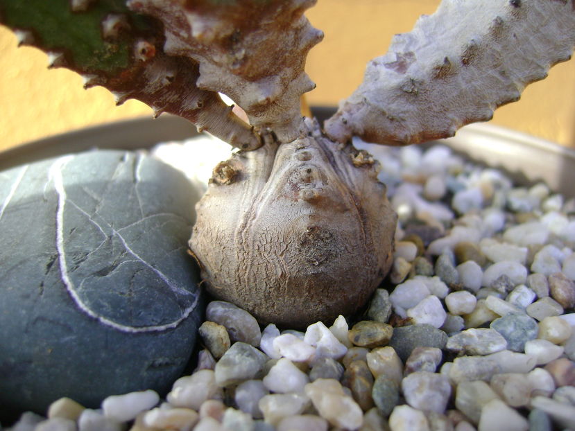 Euphorbia tubiglans, detaliu caudex - Caudiciforme si bulbi 2016