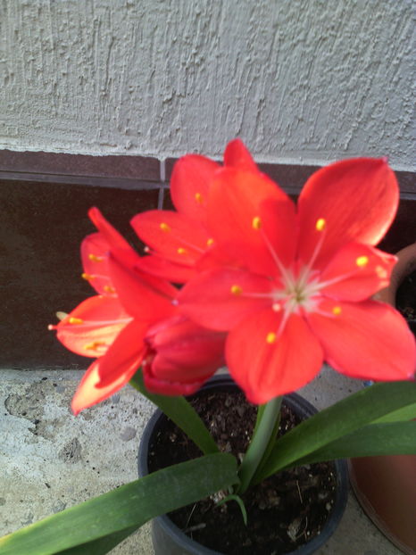  - 01-Flori din curtea mea 2016