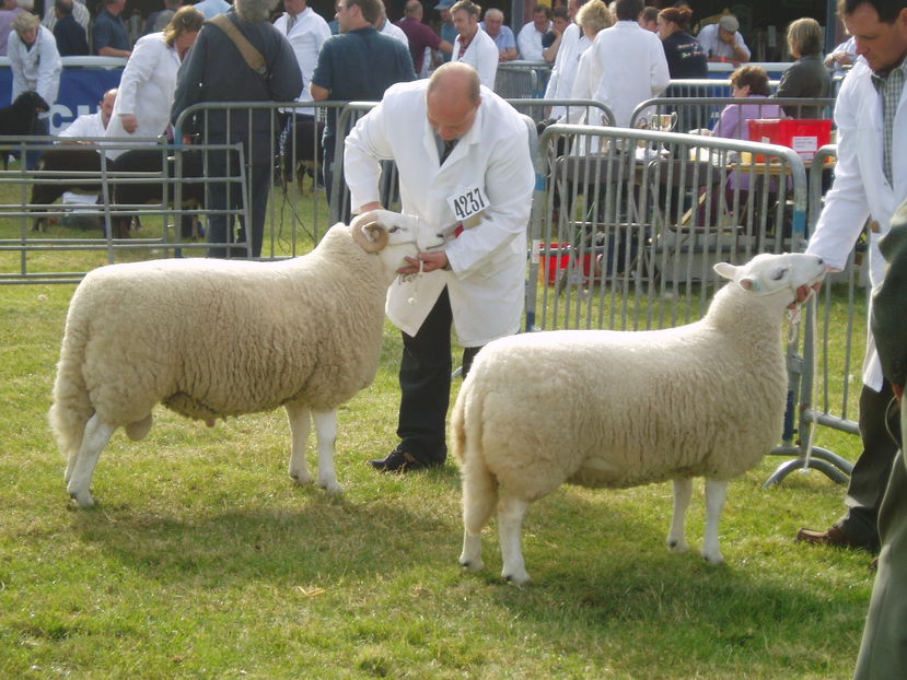 Berbec si oaie Welsh Mountain la concurs