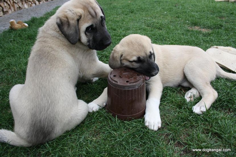 Ciobanesti Anatolieni Kangal