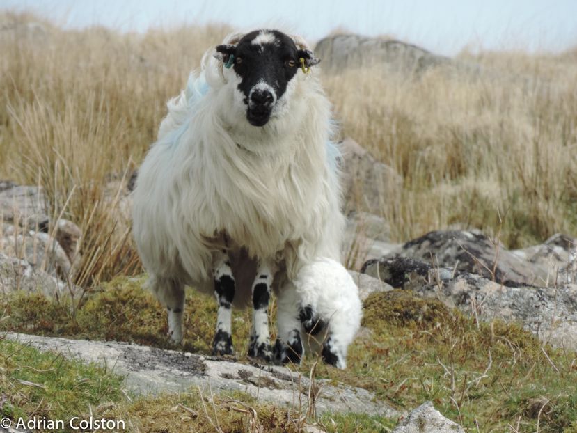 Oaie Dartmoor Scotch Blackface cu miel